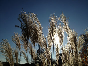 Low angle view of trees against blue sky