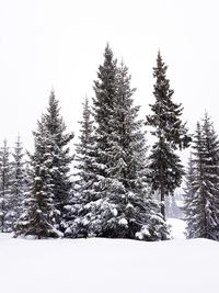 Snow covered pine trees in forest against sky