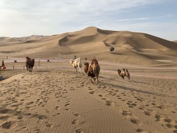 Flock of sheep in desert