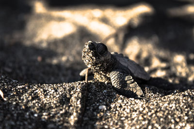 Close-up of turtle on sand at beach