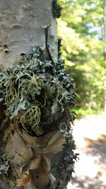 Close-up of tree trunk