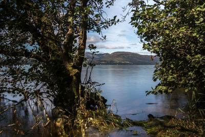 Scenic view of lake in forest against sky