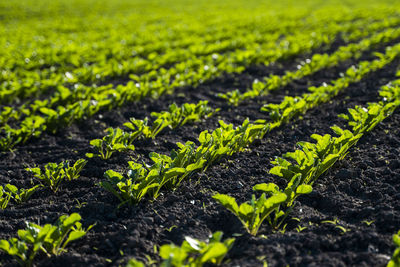 Close-up of plants growing on field