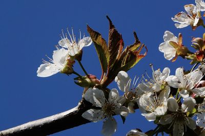 Low angle view of cherry blossoms against sky