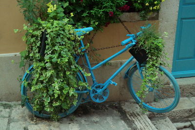 Potted plants by wall