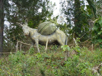 View of an animal on land