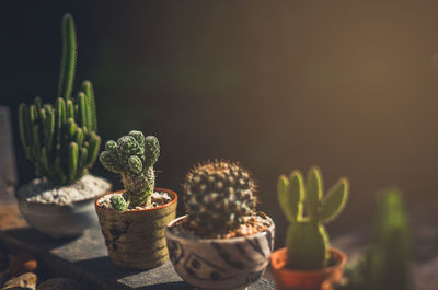 Close-up of succulent plant