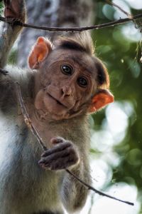 Monkey posing for a photographer