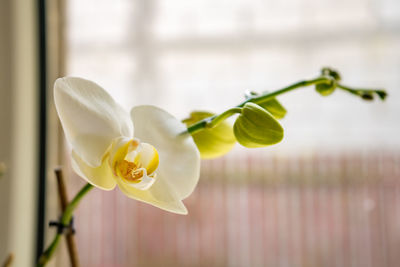 Close-up of white flowering plant