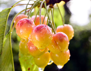 Close-up of wet fruit on plant