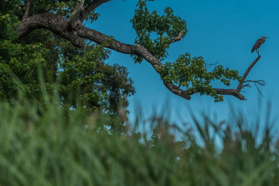 Low angle view of trees against sky