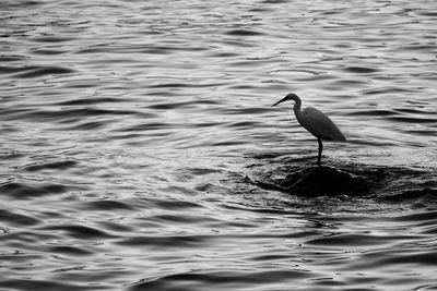 Bird in lake