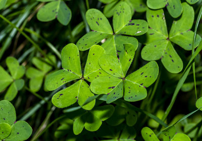 Close-up of wood sworel leaves