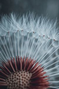 Beautiful dandelion flower in spring season