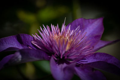 Close-up of purple flowering plant