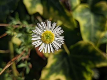 Close-up of white flowering plant