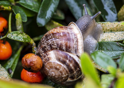 Close-up of snail on plant