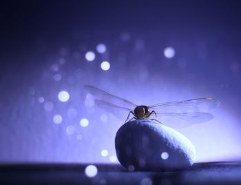 Close-up of insect against blue wall