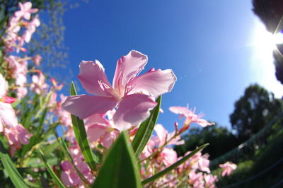 Low angle view of pink flowering plants against blue sky