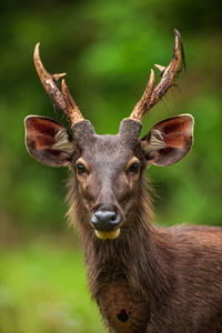 Close-up of deer