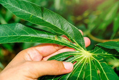 Close-up of hand holding leaves