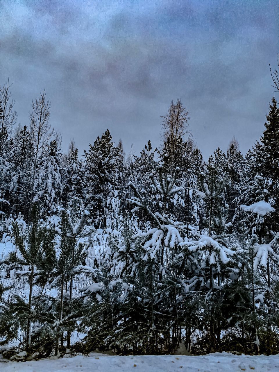 SNOW COVERED TREES IN FOREST