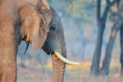 Close-up of elephant