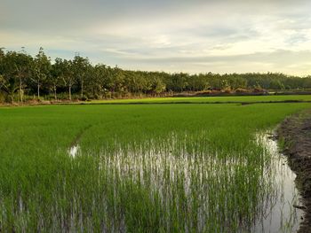 Scenic view of rice field against sky