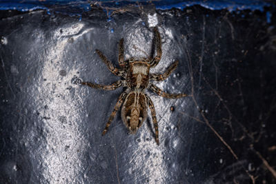 Close-up of spider in sea