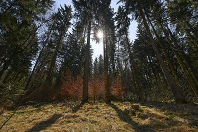 Low angle view of trees in forest against sky