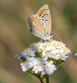 Close-up of butterfly pollinating on flower