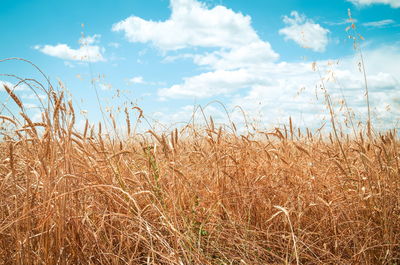 View of stalks in field against cloudy sky