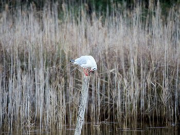 Bird flying over lake