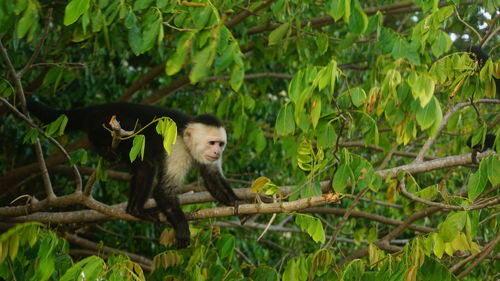 Monkey sitting on a tree