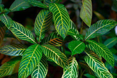 Close-up of fresh green plant