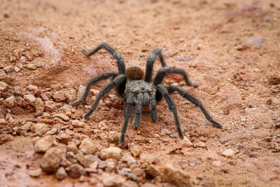 Close-up of spider on field