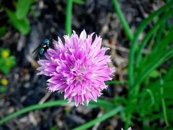 Close-up of pink flower