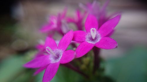 Close-up of pink flowers blooming outdoors