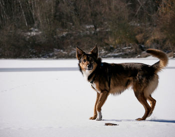 Portrait of dog standing on snow field