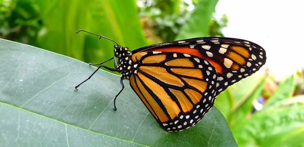 Close-up of butterfly on leaf