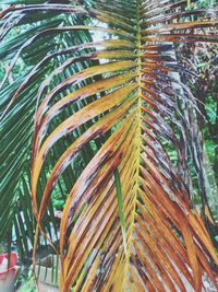 Close-up of palm tree leaves