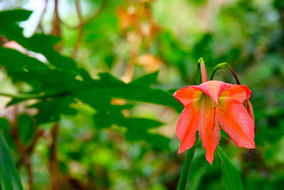 Close-up of red flowering plant