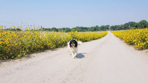 Dog on road amidst field against clear sky