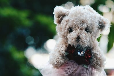 Close-up of teddy bear with roses