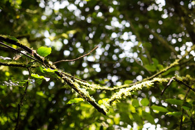 Low angle view of tree branches