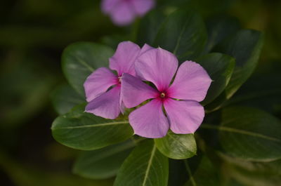 Close-up of pink flowering plant