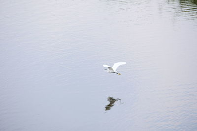 High angle view of seagulls flying over lake