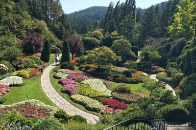 Plants and trees in garden