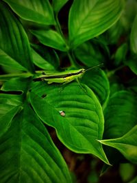 Close-up of grasshopper on a leaf