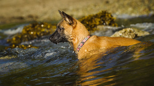 Side view of wet malinois dog in sea